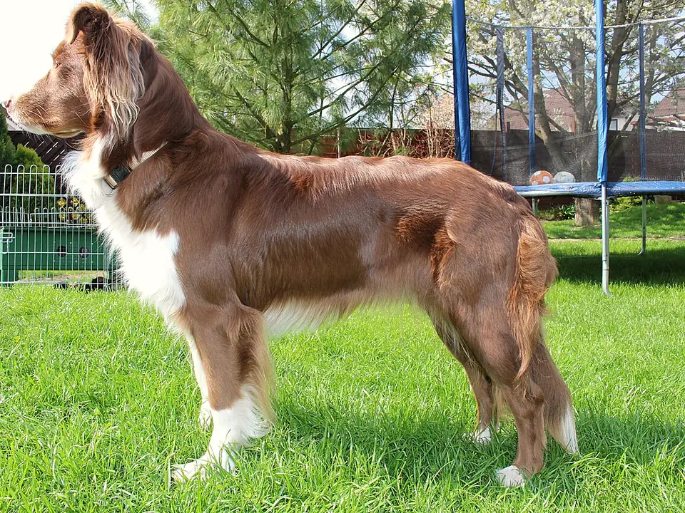 Australian Shepherd