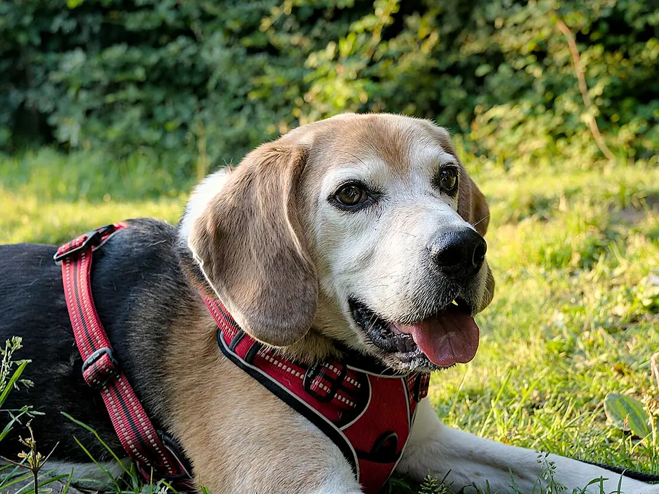 Beagle