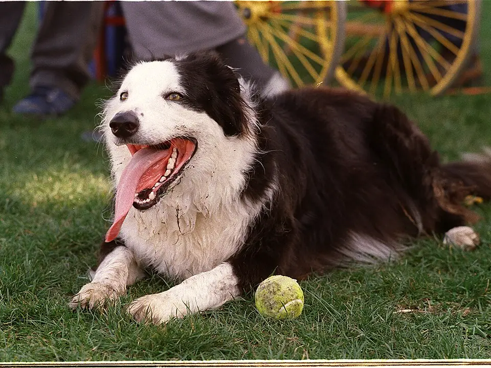 Border Collie