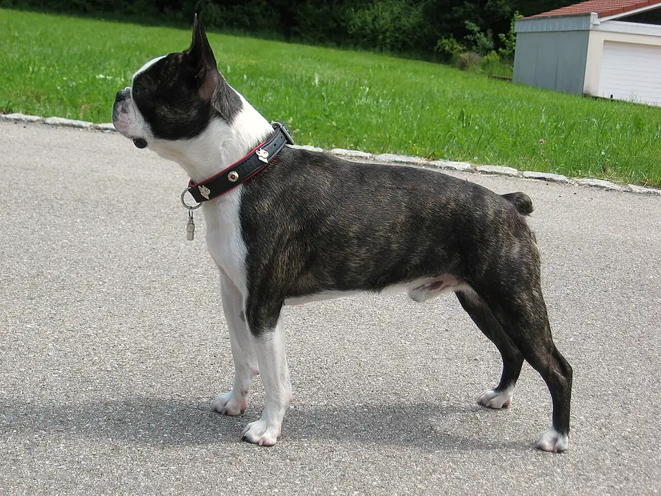 Bostoninterrieri