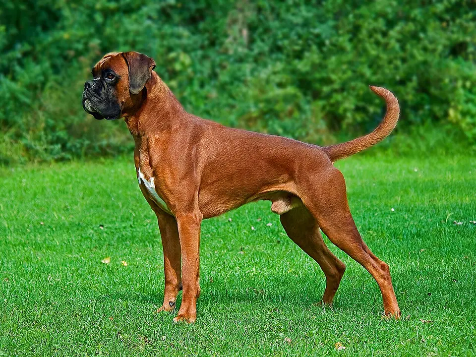 Boxer