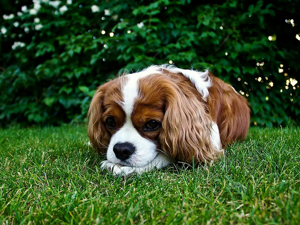 Cavalier King Charles Spaniel