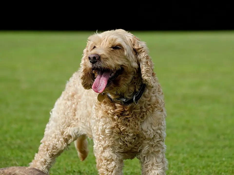 Cockapoo