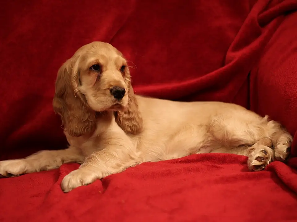 Cocker Spaniel