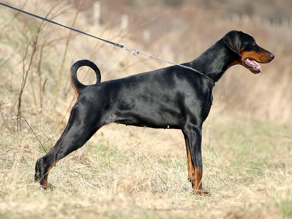 Dobermann