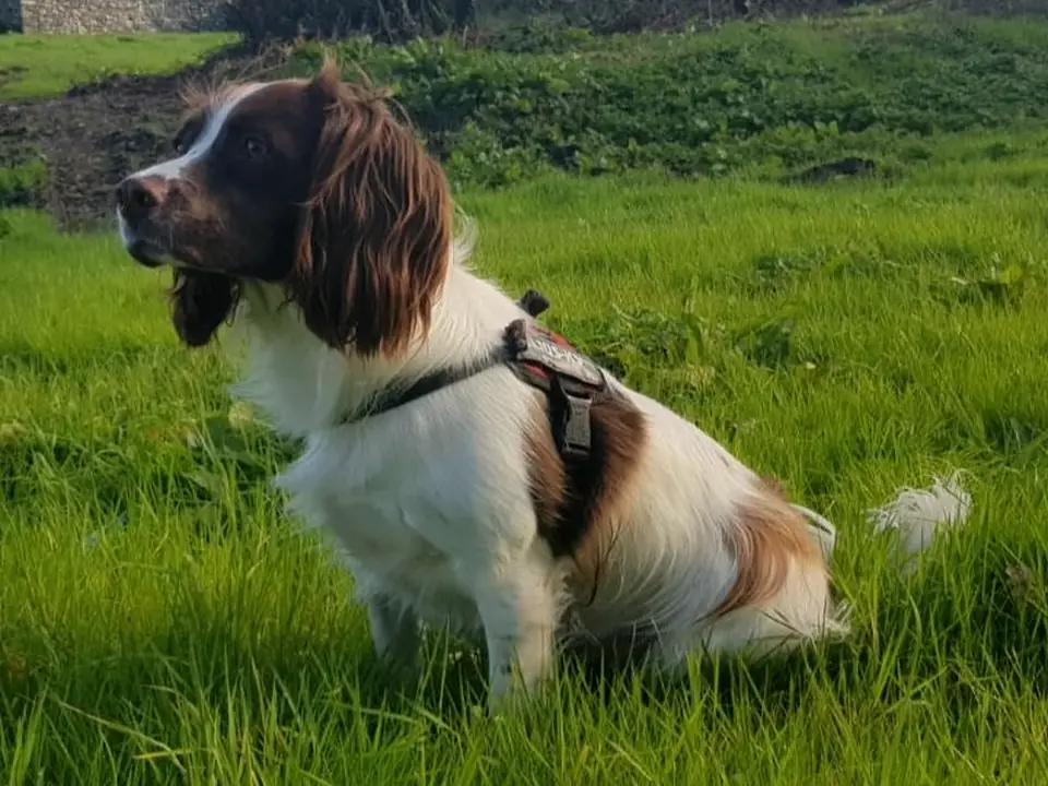 Springer Spaniel englez