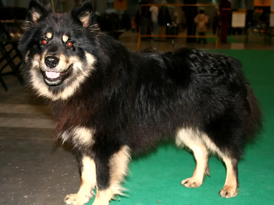 Fiński lapphund