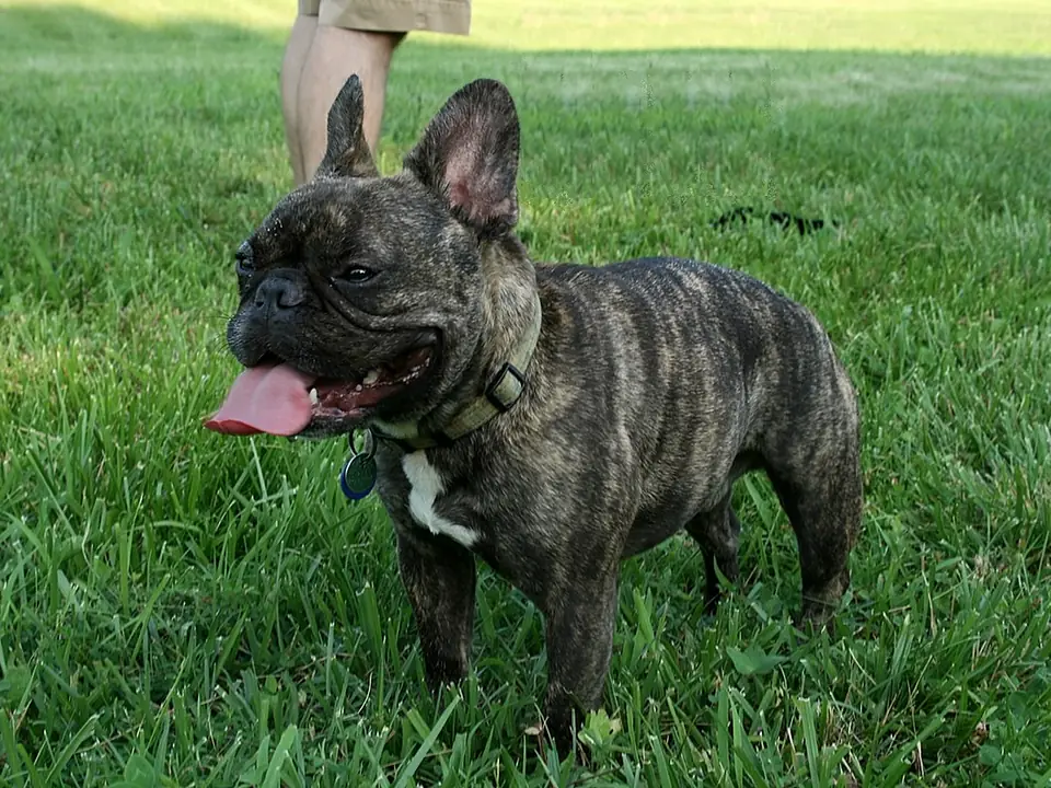 Bouledogue francese