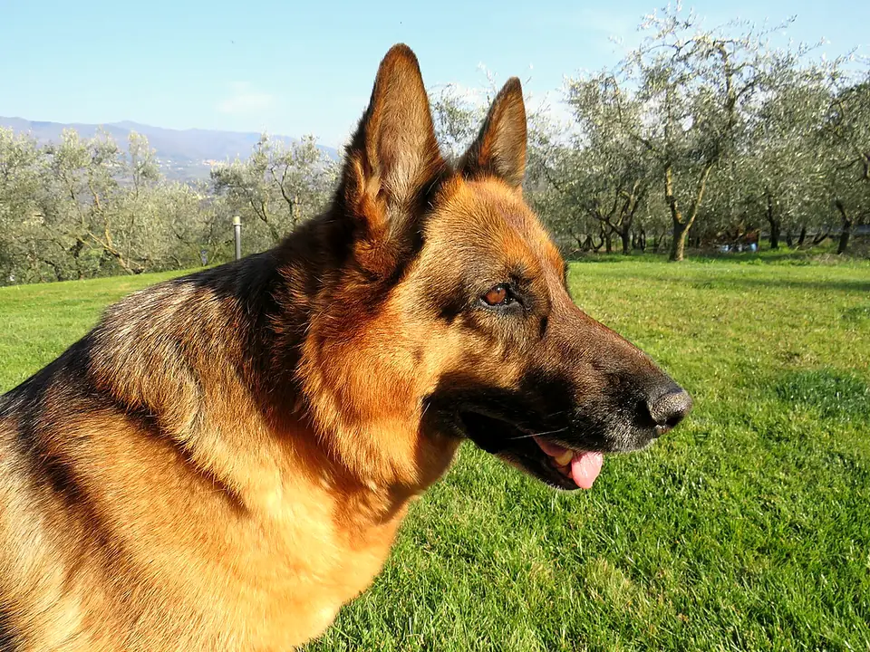 Schæferhund