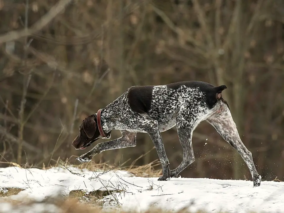 German Shorthaired Pointer