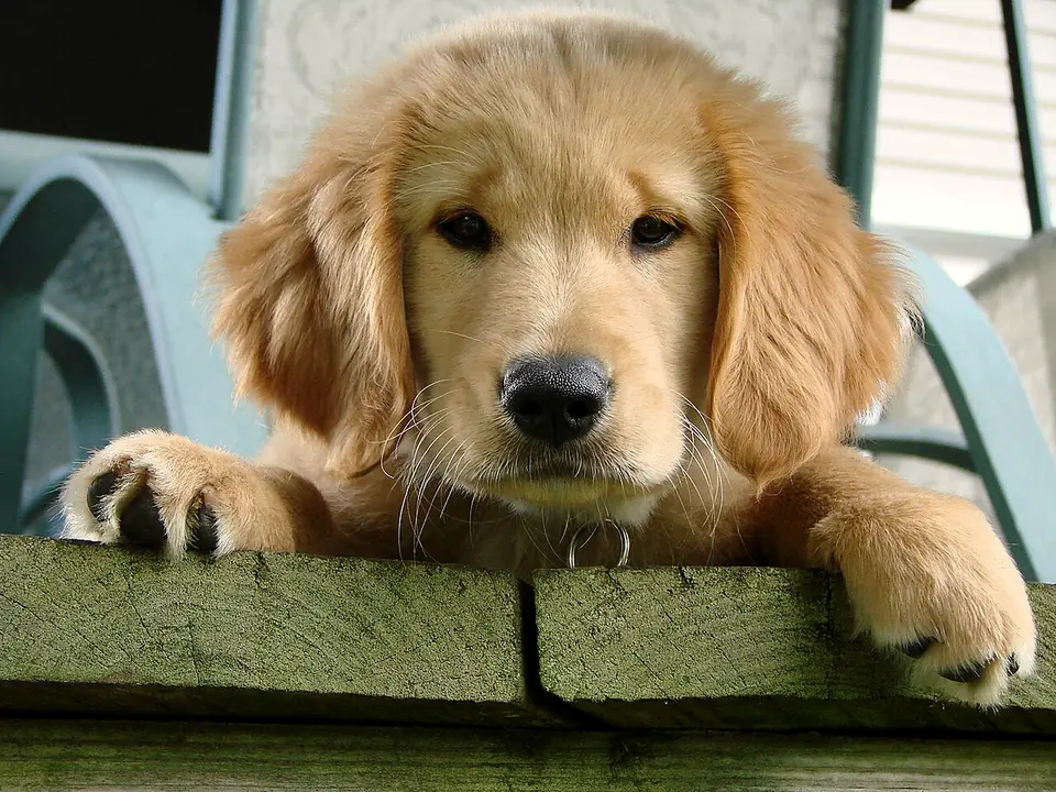 Golden retriever