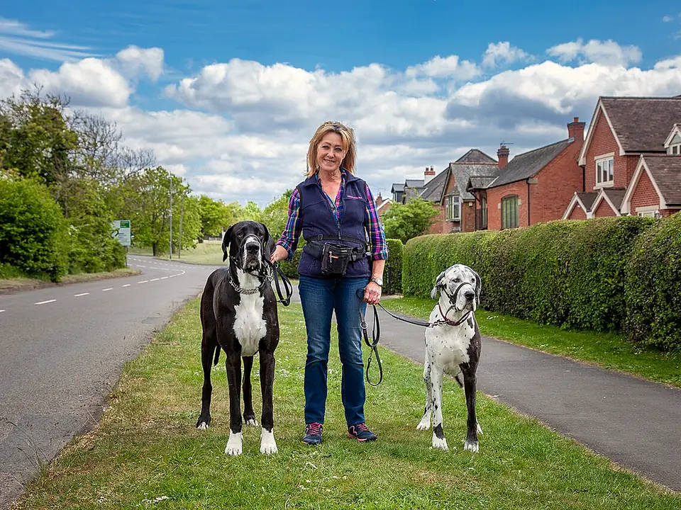 Danua (Great Dane)