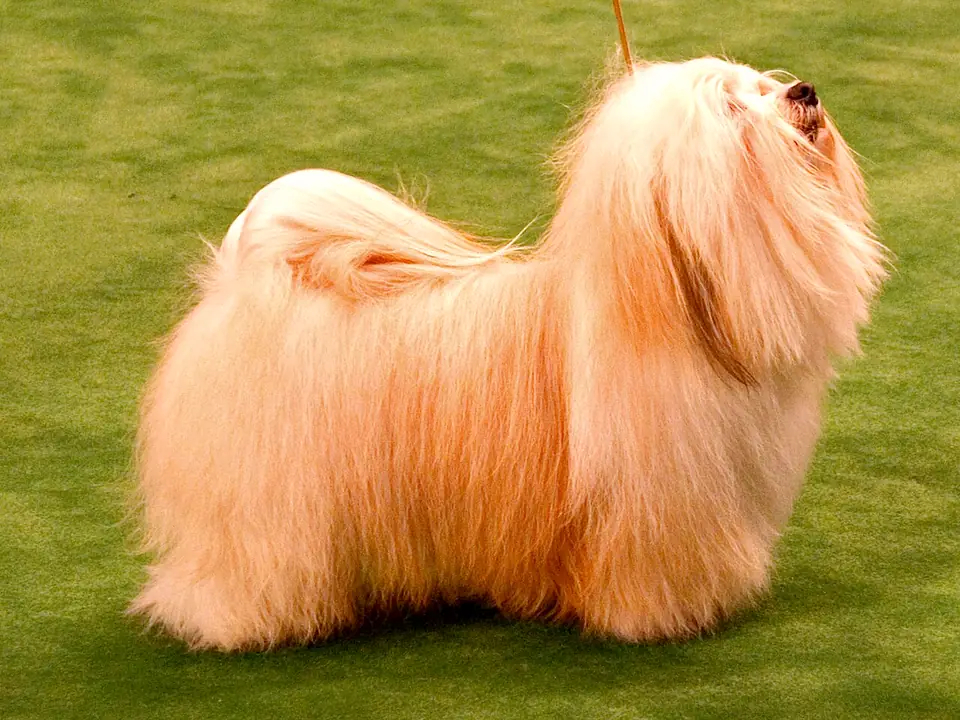 Havanese