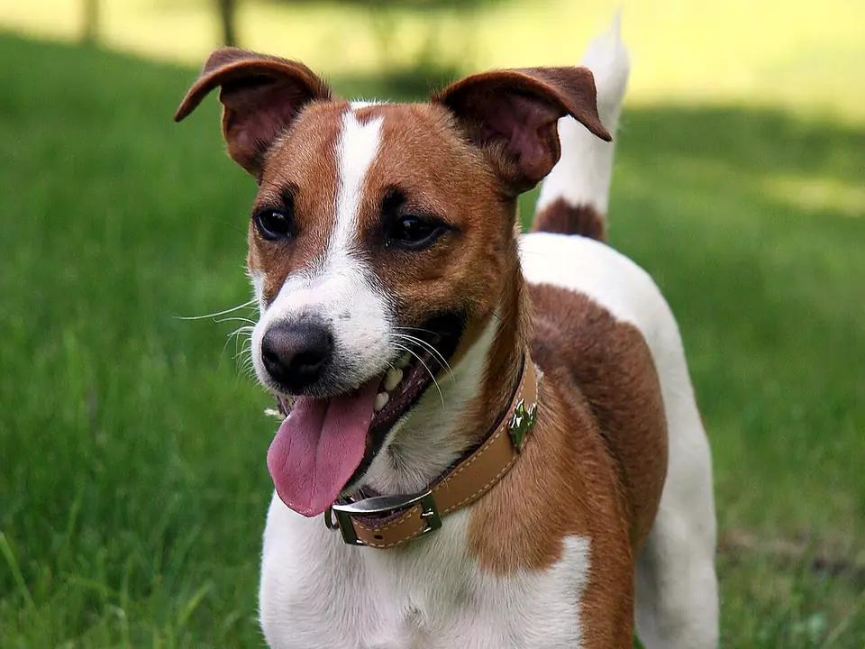 Jackrussellinterrieri