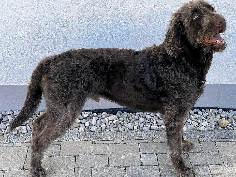 Labradoodle