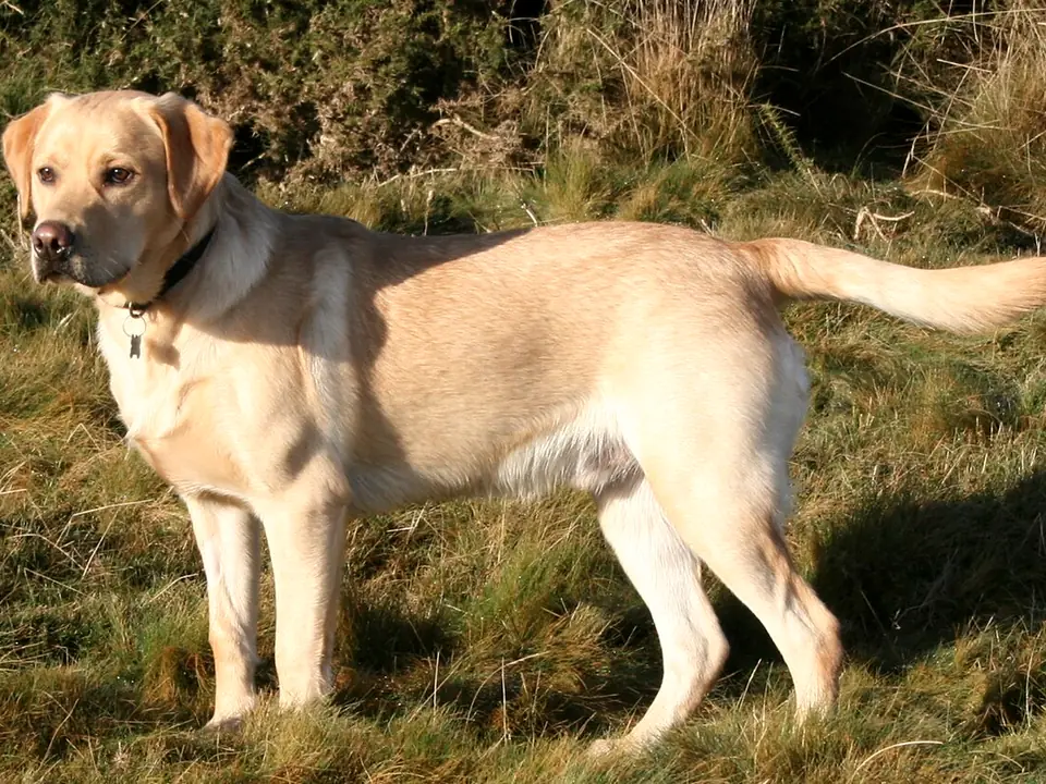 Labrador Retriever