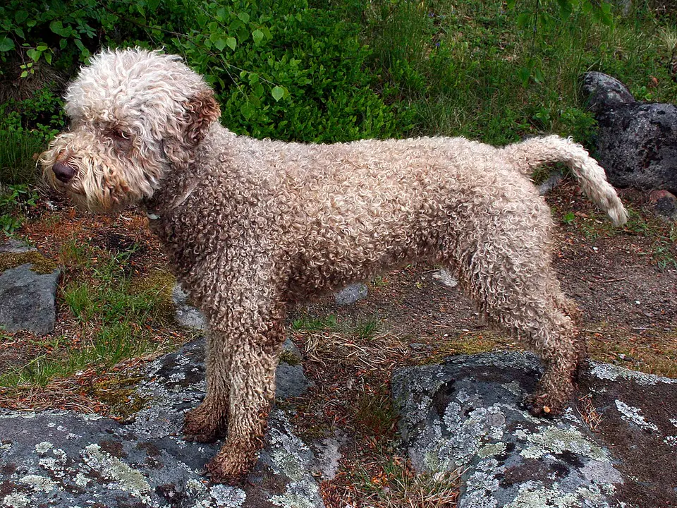 Lagotto Romagnolo