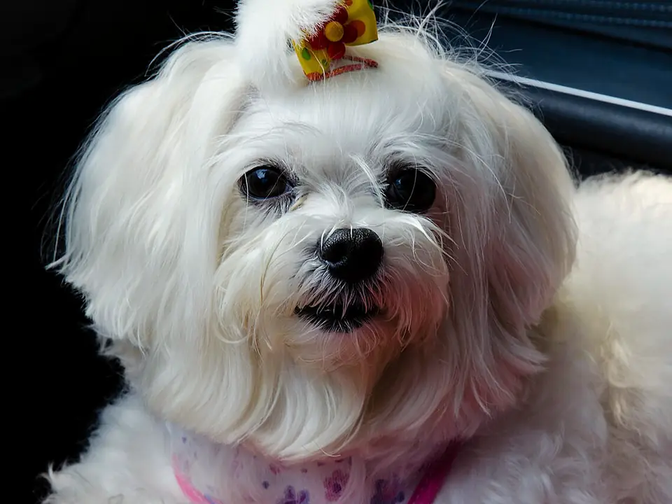 Maltese