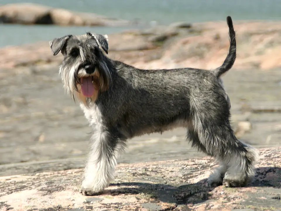 Dvärgschnauzer
