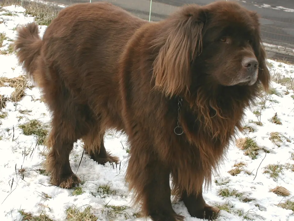 Newfoundland