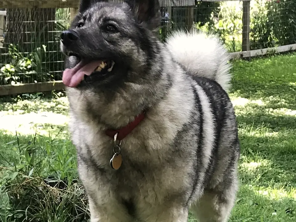Norveç Elkhound