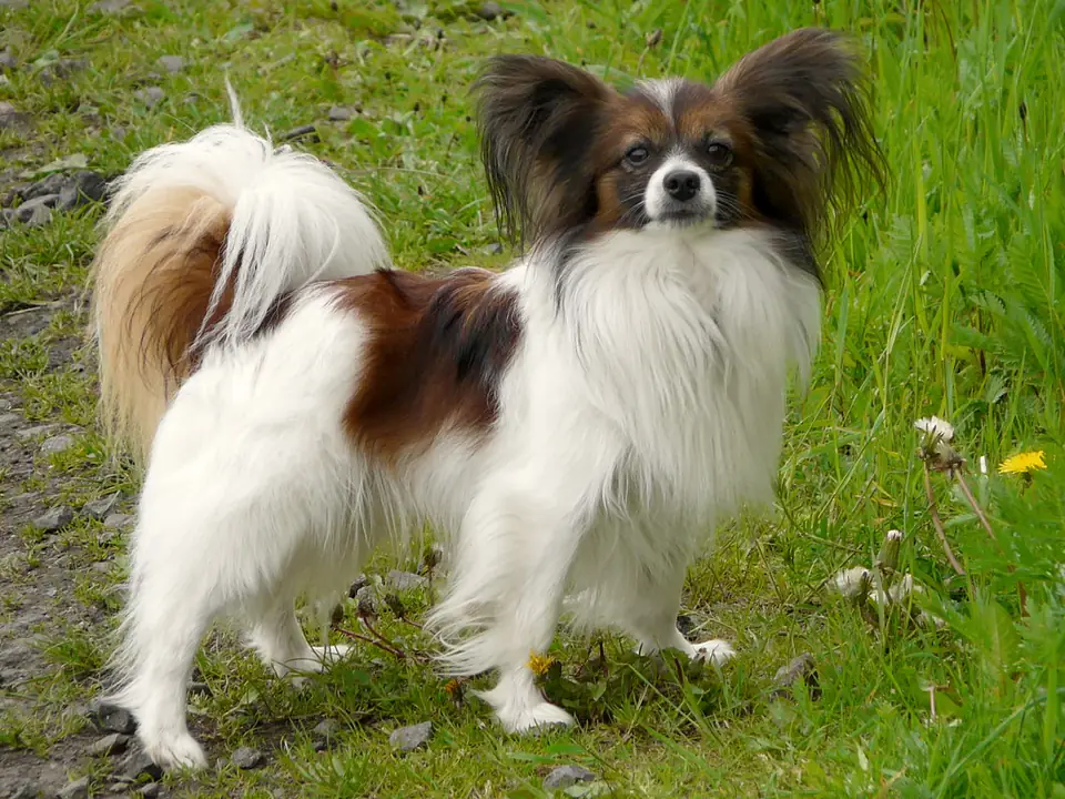 Papillon