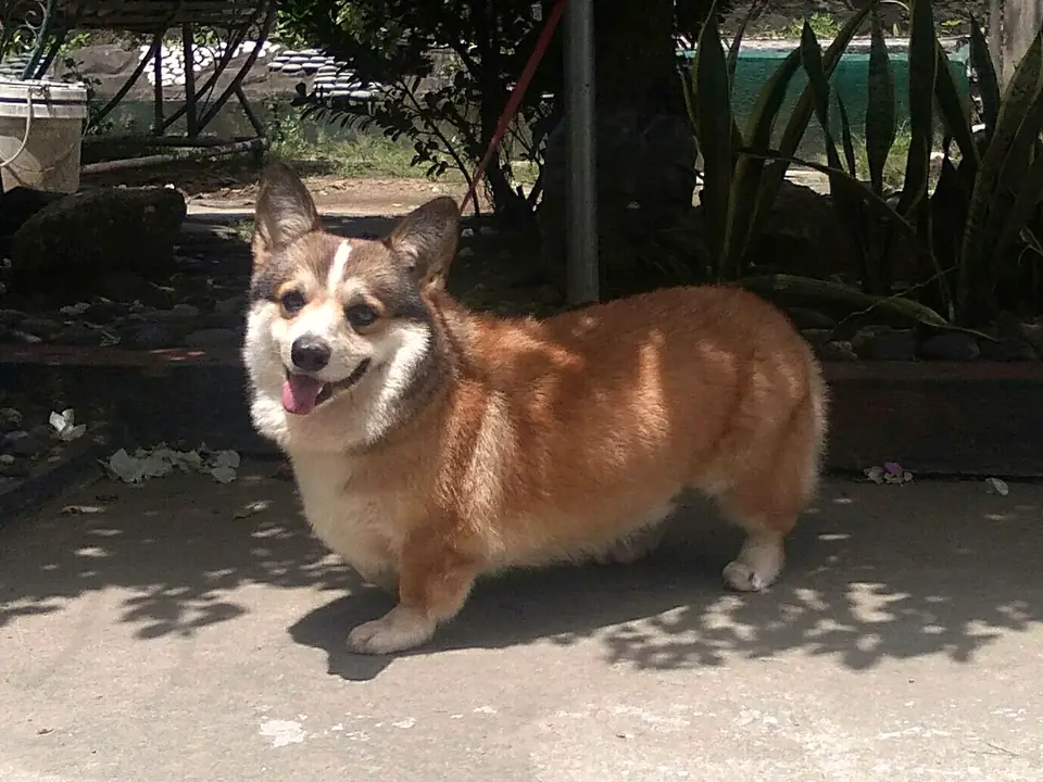 Welsh corgi pembroke