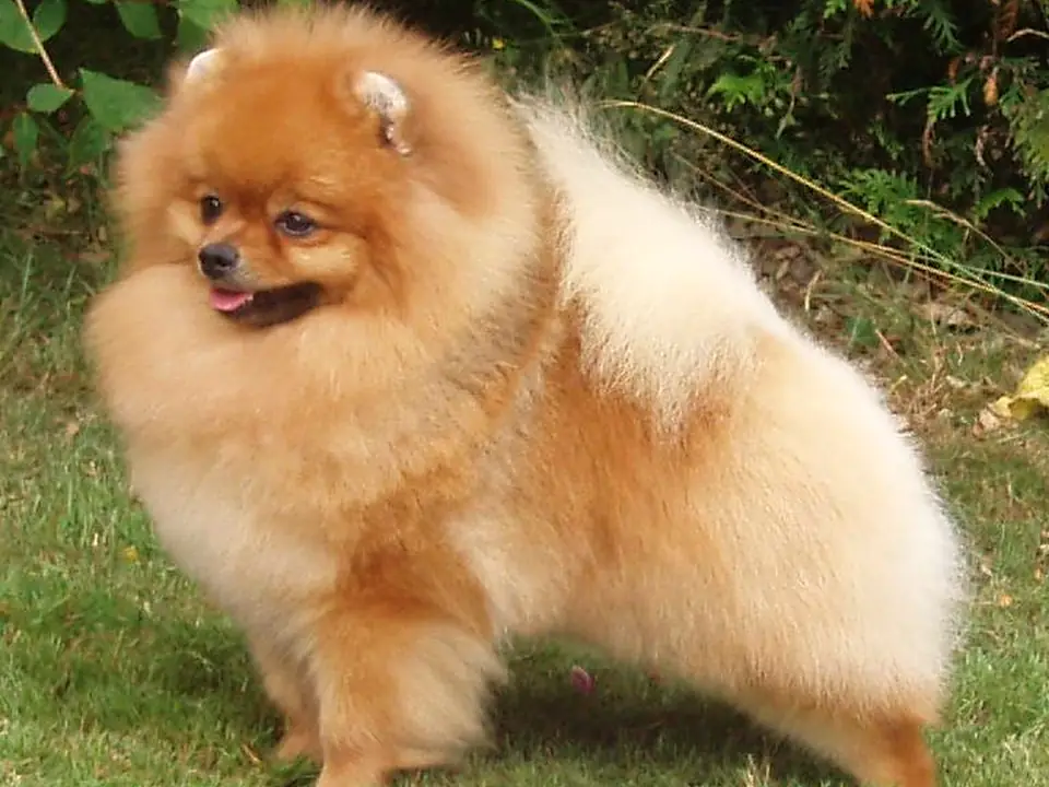 Zwergspitz (Pomeranian)