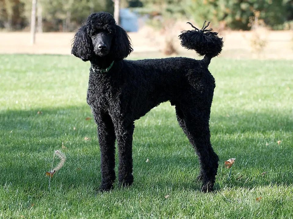 Poodle