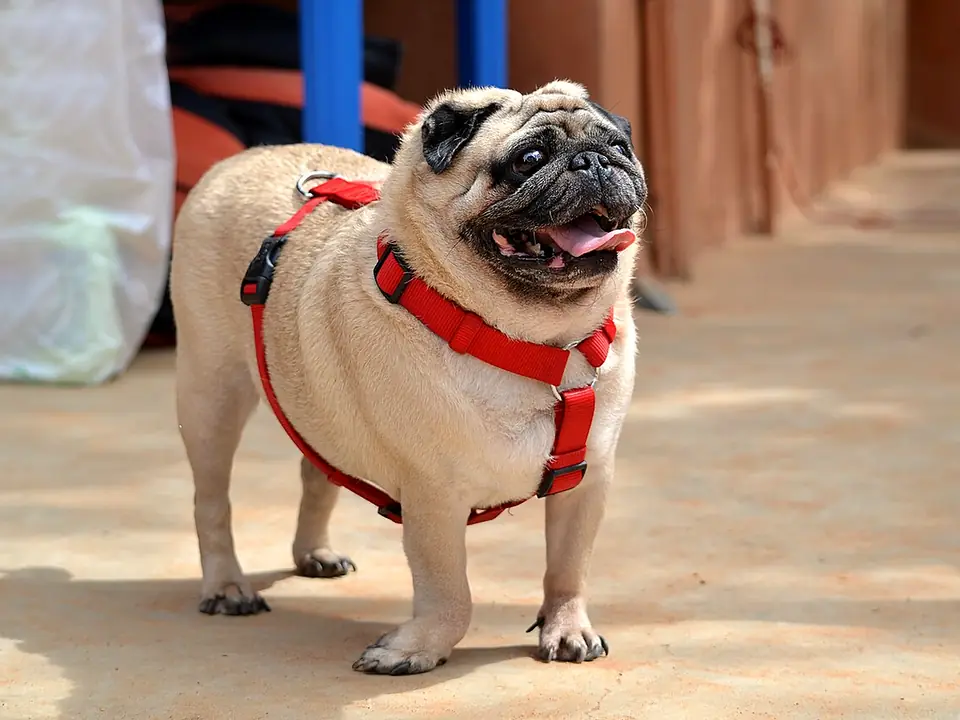 Pug