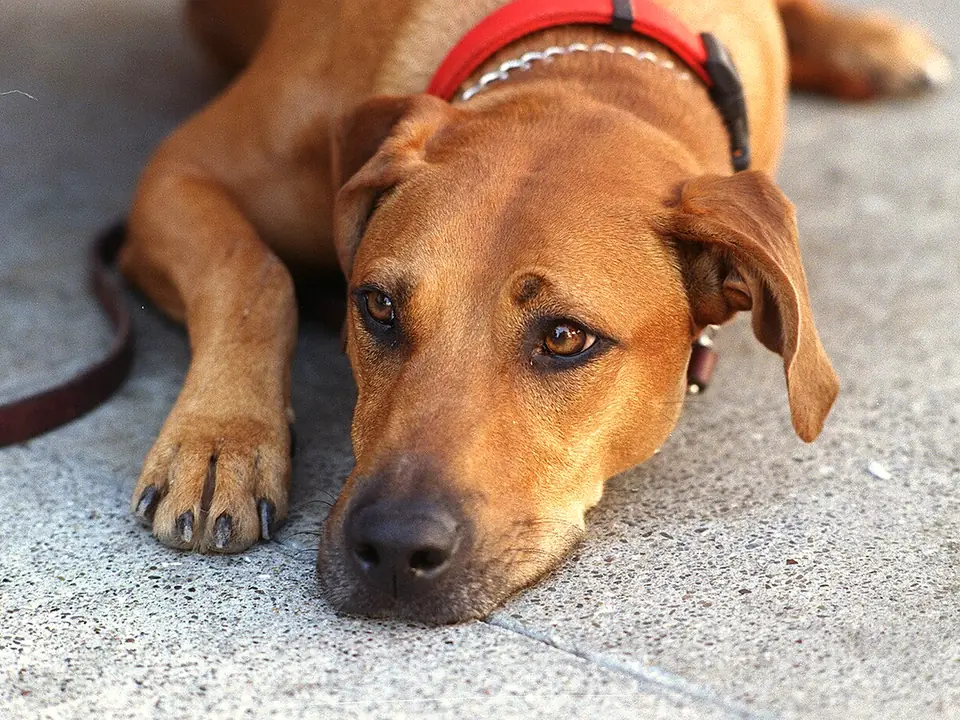 Rhodesian Ridgeback