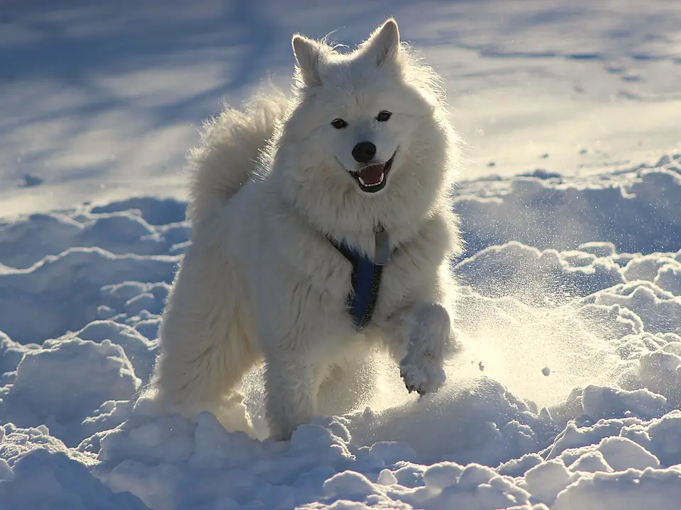 Samoyed