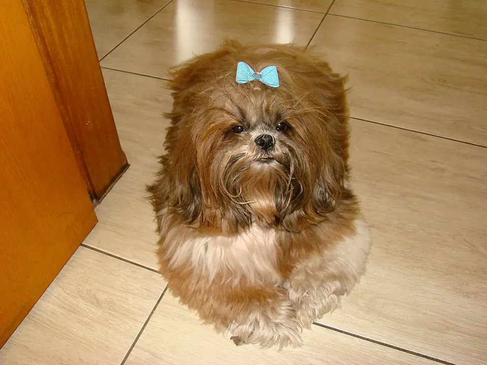 Shih Tzu