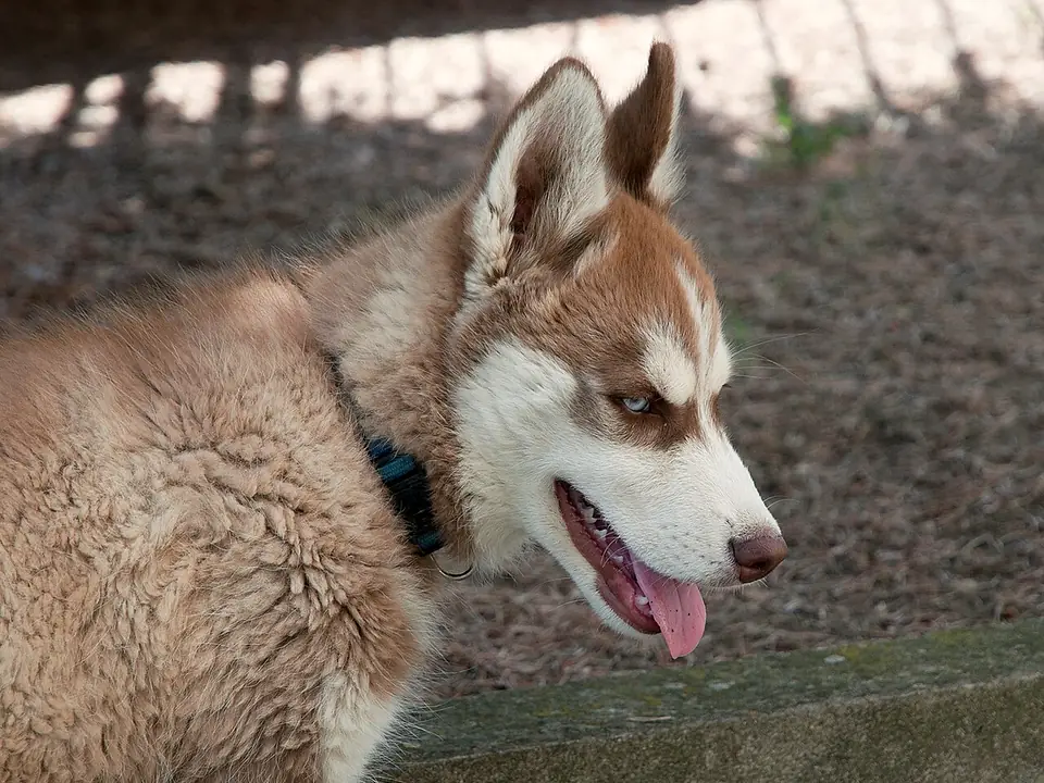 Siberian Husky