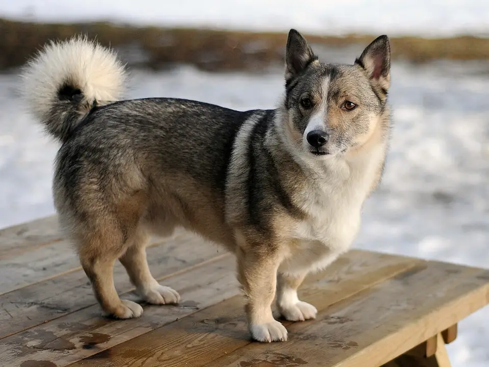 Västgötaspets