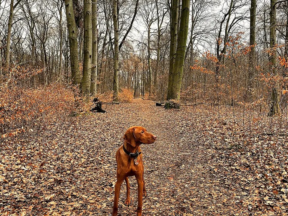 Vizsla