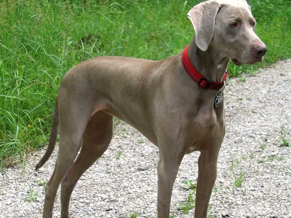 Weimaraner