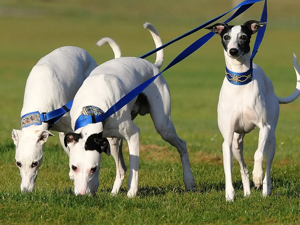 Whippet