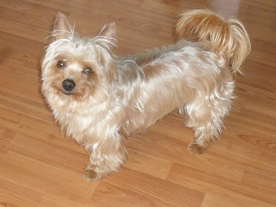 Yorkshire Terrier